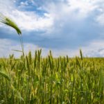 Agroronomical crops advisory